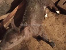 Продается телёнок девочка 