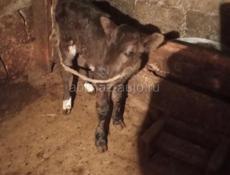 Продается телёнок девочка 