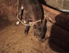 Продается телёнок девочка 