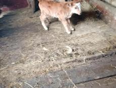 20 дней кушает сам ,телочка