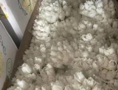 Тюльпаны 🌷💐