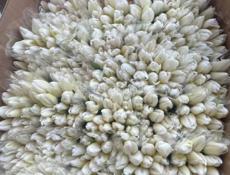 Тюльпаны 🌷💐