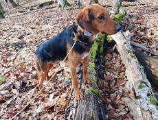 Пропали две собаки  гагра-хашупсе