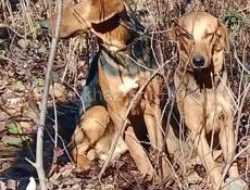 Пропали две собаки  гагра-хашупсе