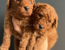 Той пудель и мальтипу f1