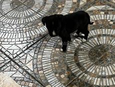 Джек Рассел в добрые руки 