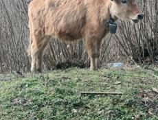 Телка 50-55 кг