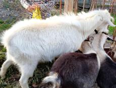 Продажа коз 