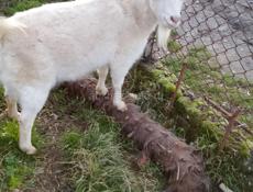 Продажа коз 