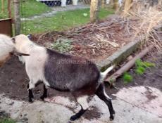 Продажа коз 