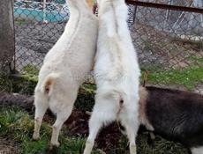 Продажа коз 