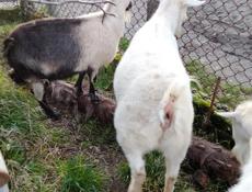 Продажа коз 