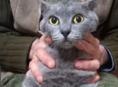 Отдам кошечку