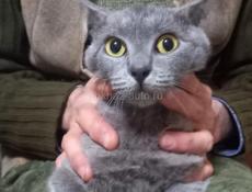 Отдам кошечку