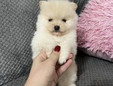 Щенки Шпица😇😇😇