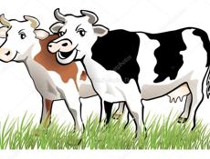 Продаётся две коровы 