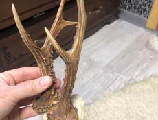 Рога Косули!