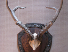 Рога Косули!