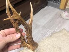 Рога Косули!