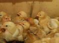 Породистые цыплята