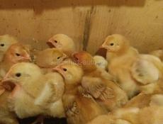 Породистые цыплята