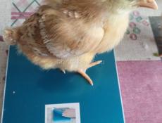 Породистые цыплята