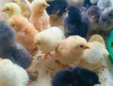 Цыплята 