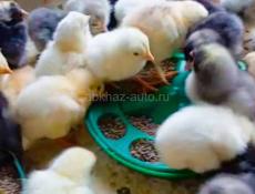 Цыплята 