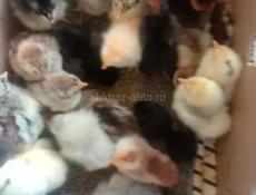 Продаём цыплят 