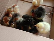 Продаём цыплят 