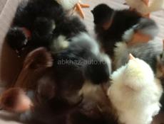 Продаём цыплят 