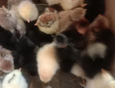 Продаём цыплят 