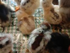 Продаём цыплят 