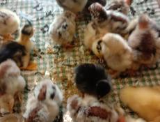 Продаём цыплят 