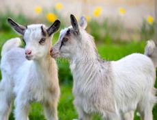 Нужен пастух 