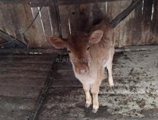 Гулрипшский 