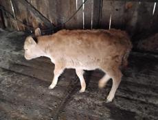 Гулрипшский