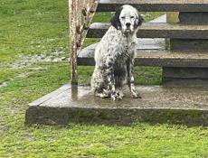 Продается щенок английского сеттера!