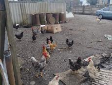 Продам 10 курей и 2 петуха