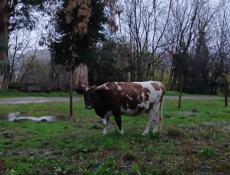 Продаются коровы 