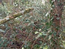 Mercedes-Benz B-Класс