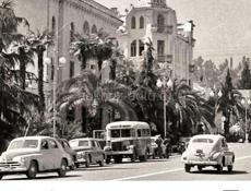 В продаже цыплята породы Редбро