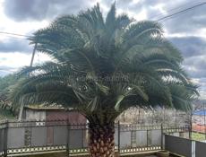 Продается пальма 