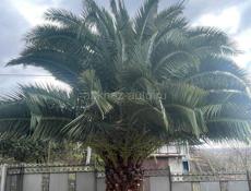 Продается пальма 