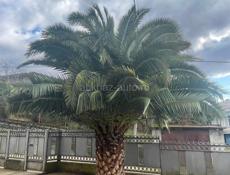 Продается пальма 