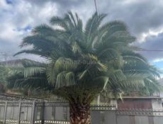 Продается пальма 