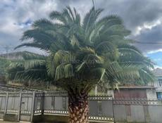 Продается пальма 