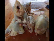 Продаются куры домашние живые и чищеные в очамчире 