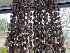 Сладкая хурма