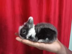Кролики карликовые.